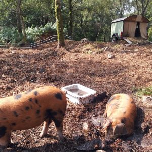 Ginger Pigs in woodland. Oxford sandy & Black Pigs