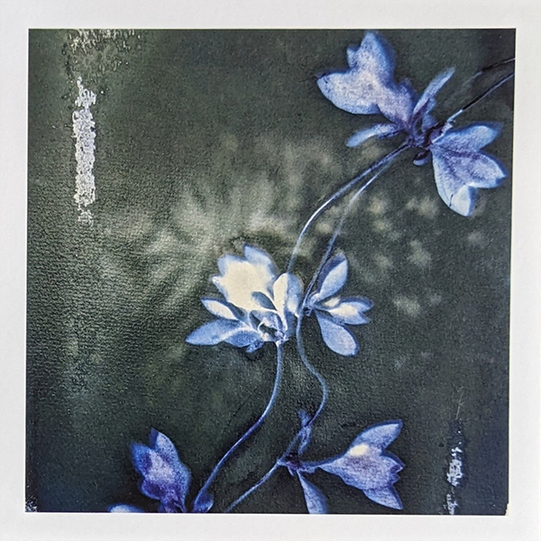 Greeting Cards – Cyanotype selection x 5